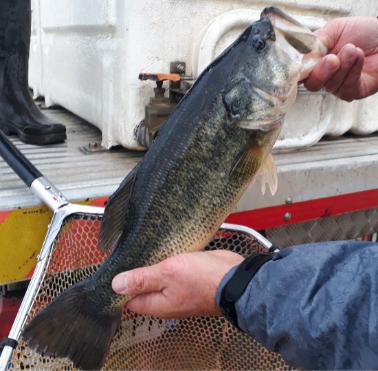 20221022 black bass